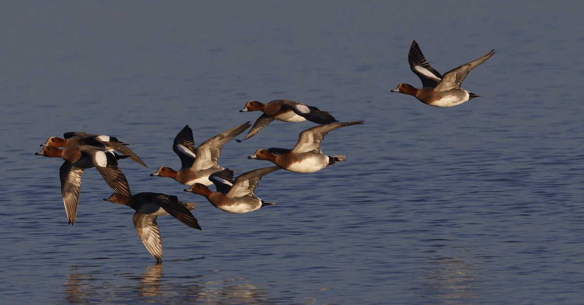 Fischione - ML648842170