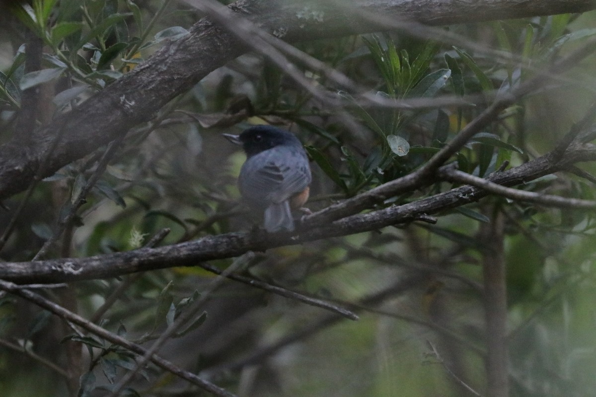 Cinnamon-bellied Flowerpiercer - ML648842171