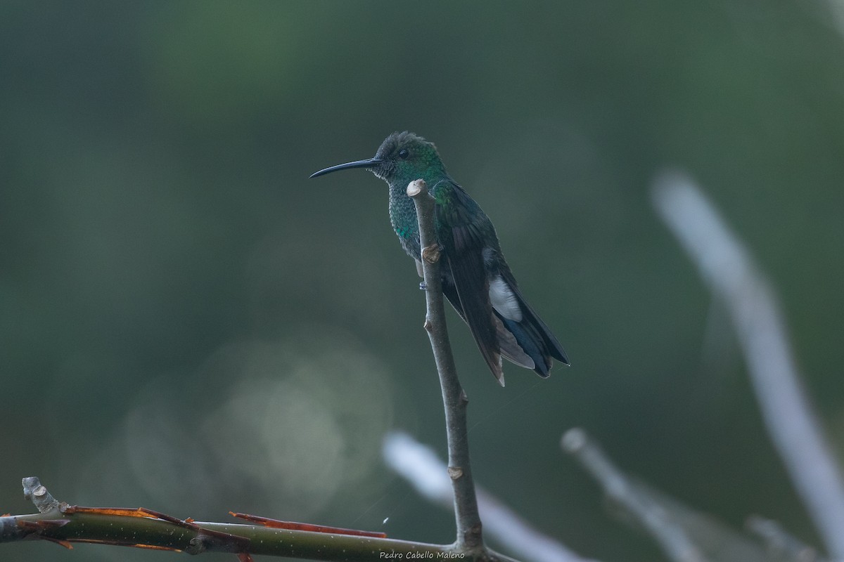 White-vented Plumeleteer - ML648842172