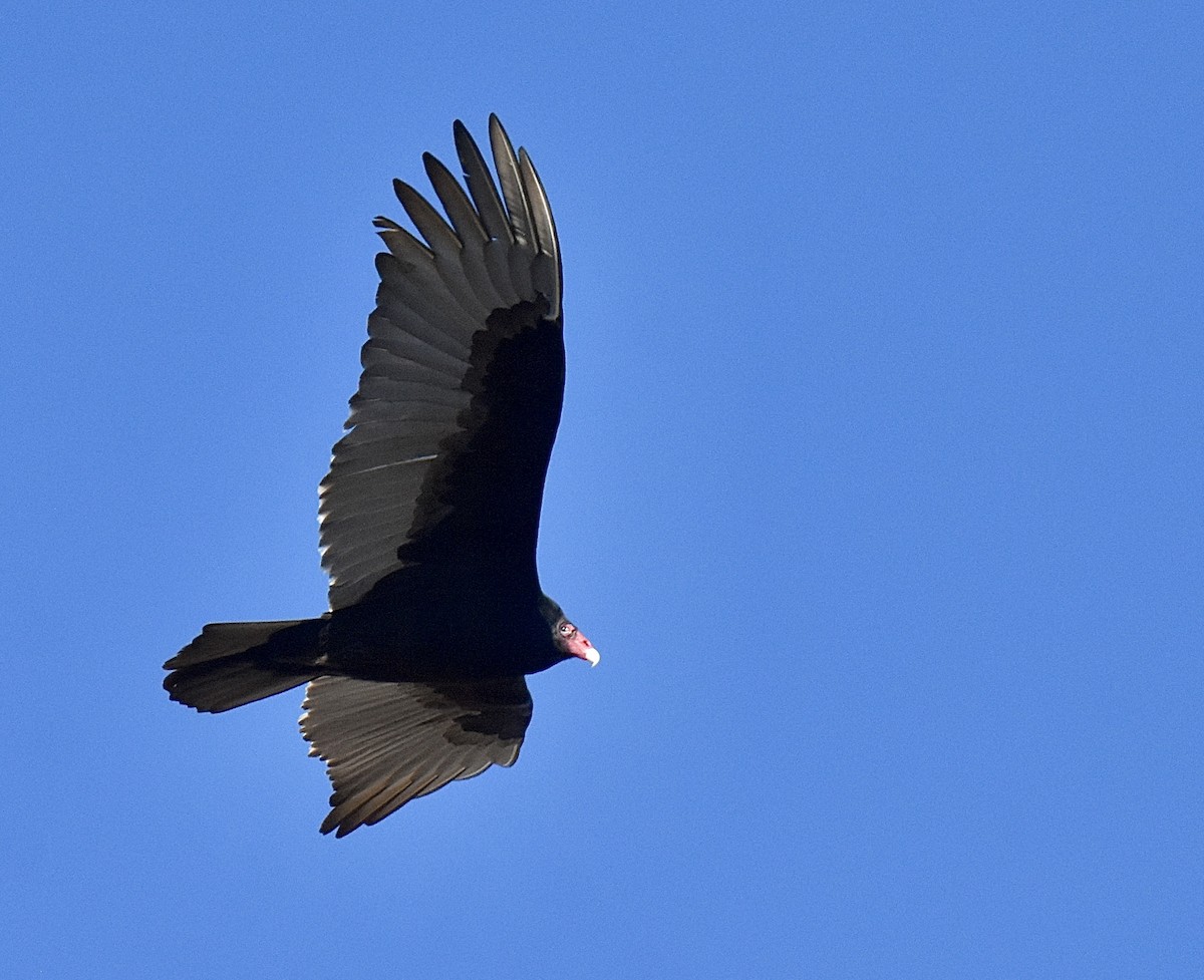 Turkey Vulture - ML648842174
