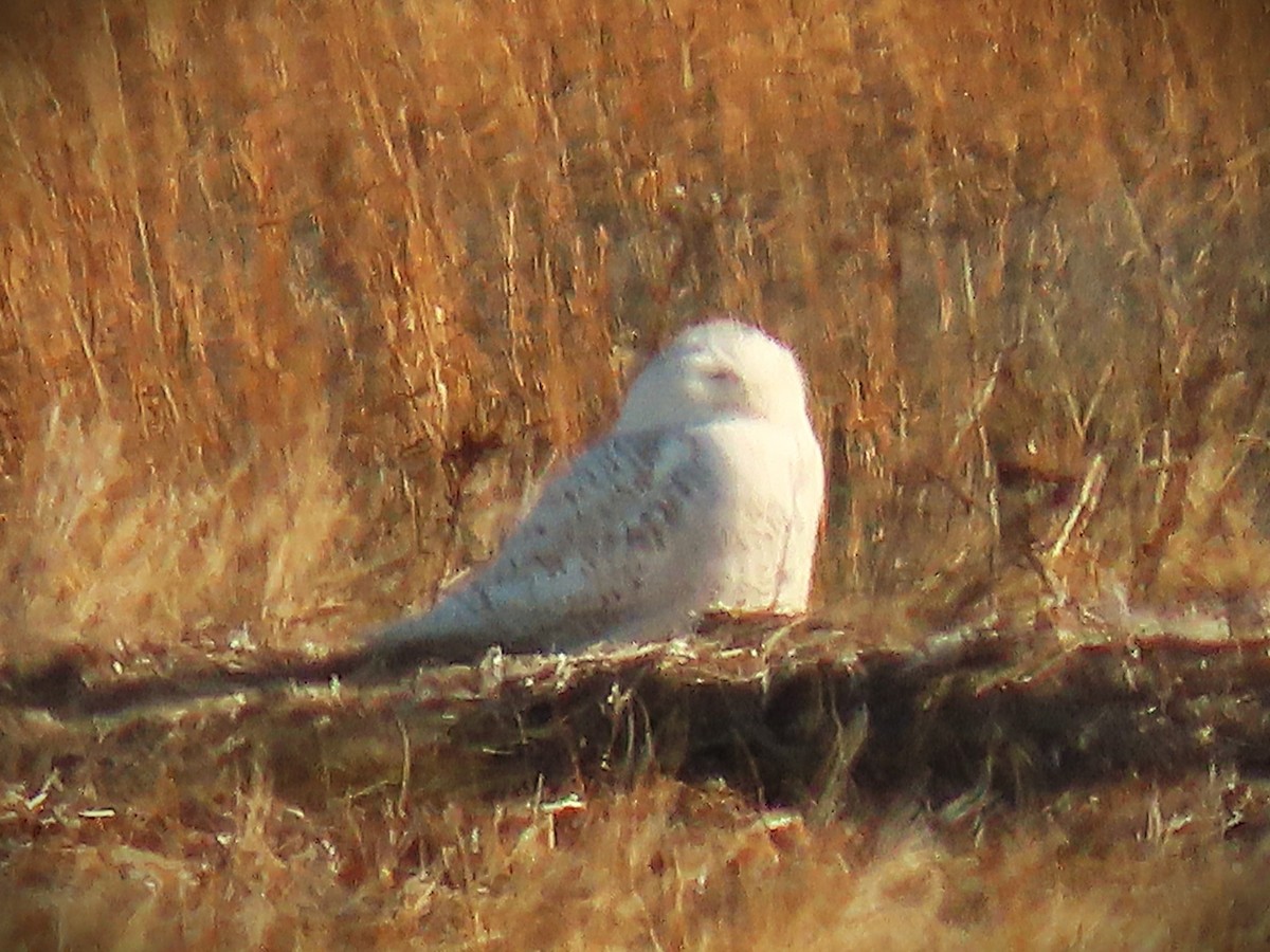 Snowy Owl - ML648842175