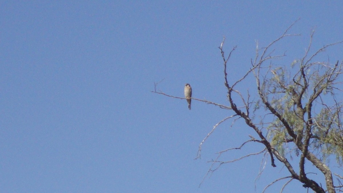 American Kestrel - ML648842180