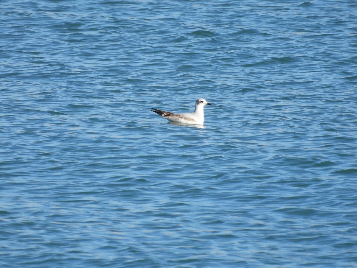 Gabbiano corallino - ML648842181