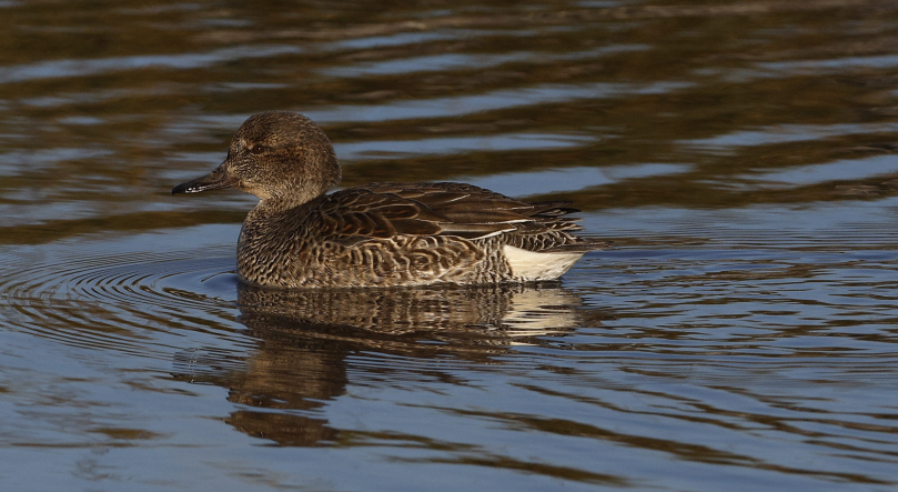 Alzavola - ML648842190