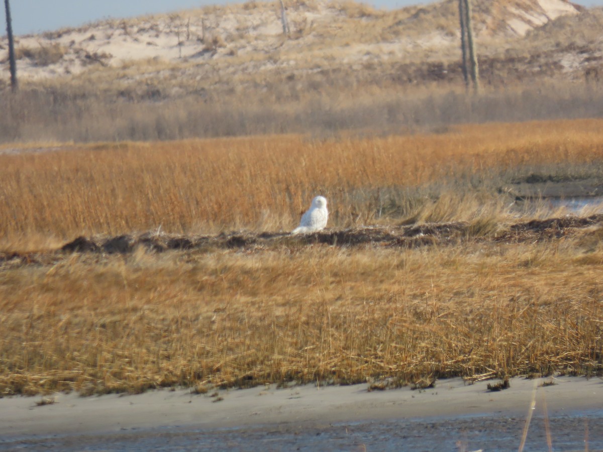 Snowy Owl - ML648842198