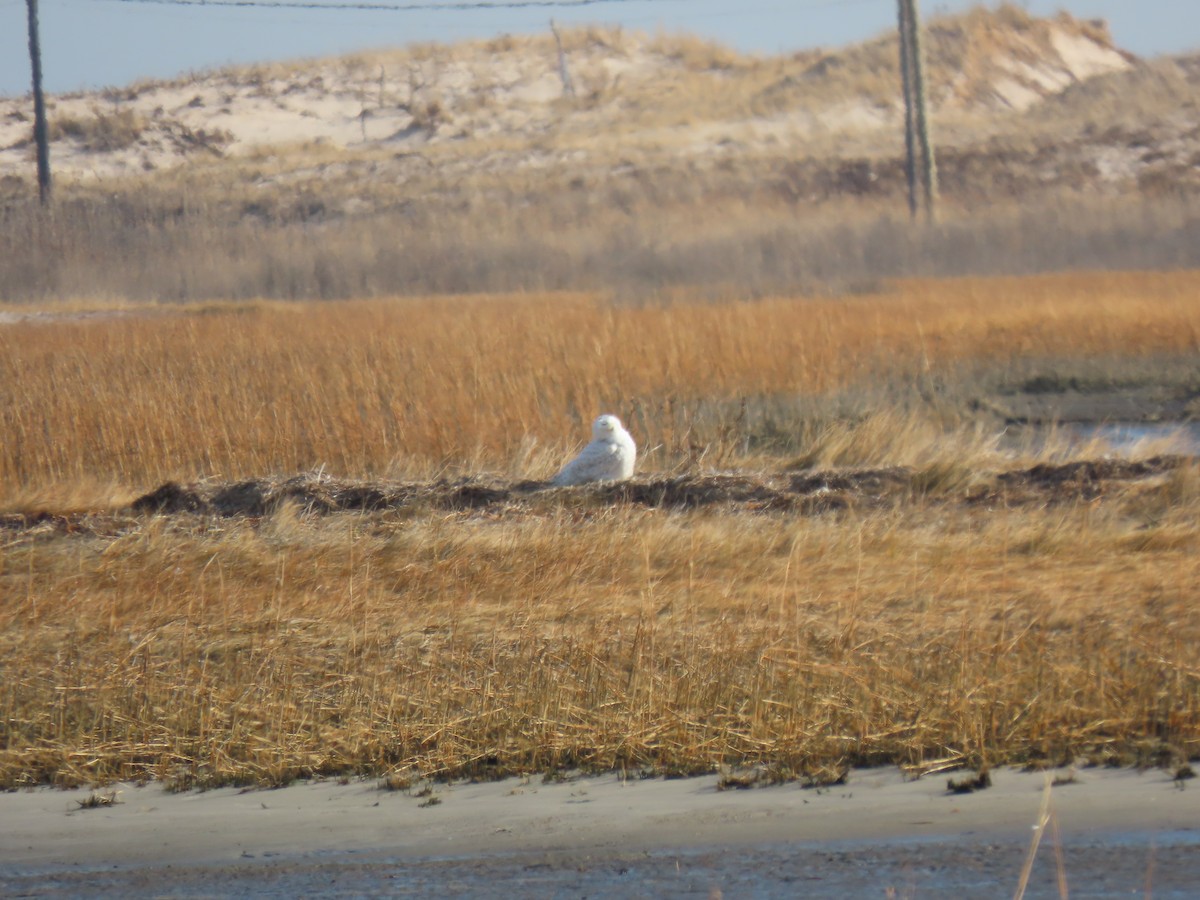 Snowy Owl - ML648842199
