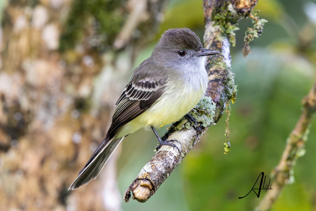 Lemon-browed Flycatcher - ML648842200