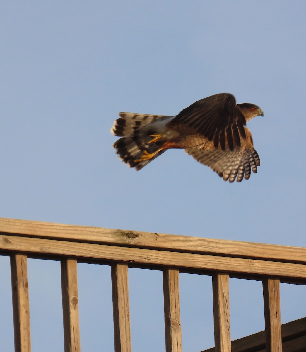 Cooper's Hawk - ML648842208