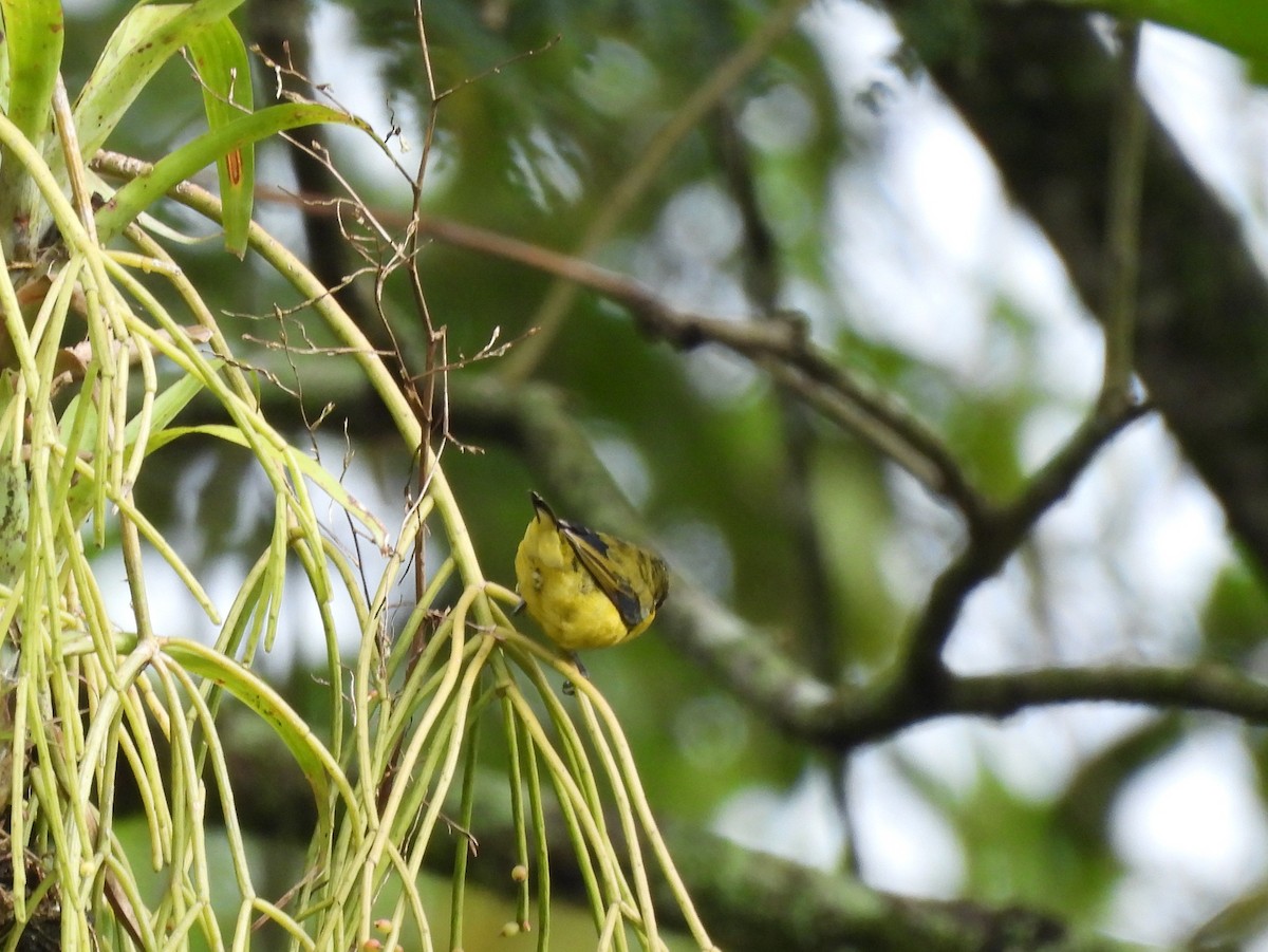 Thick-billed Euphonia - ML648842377