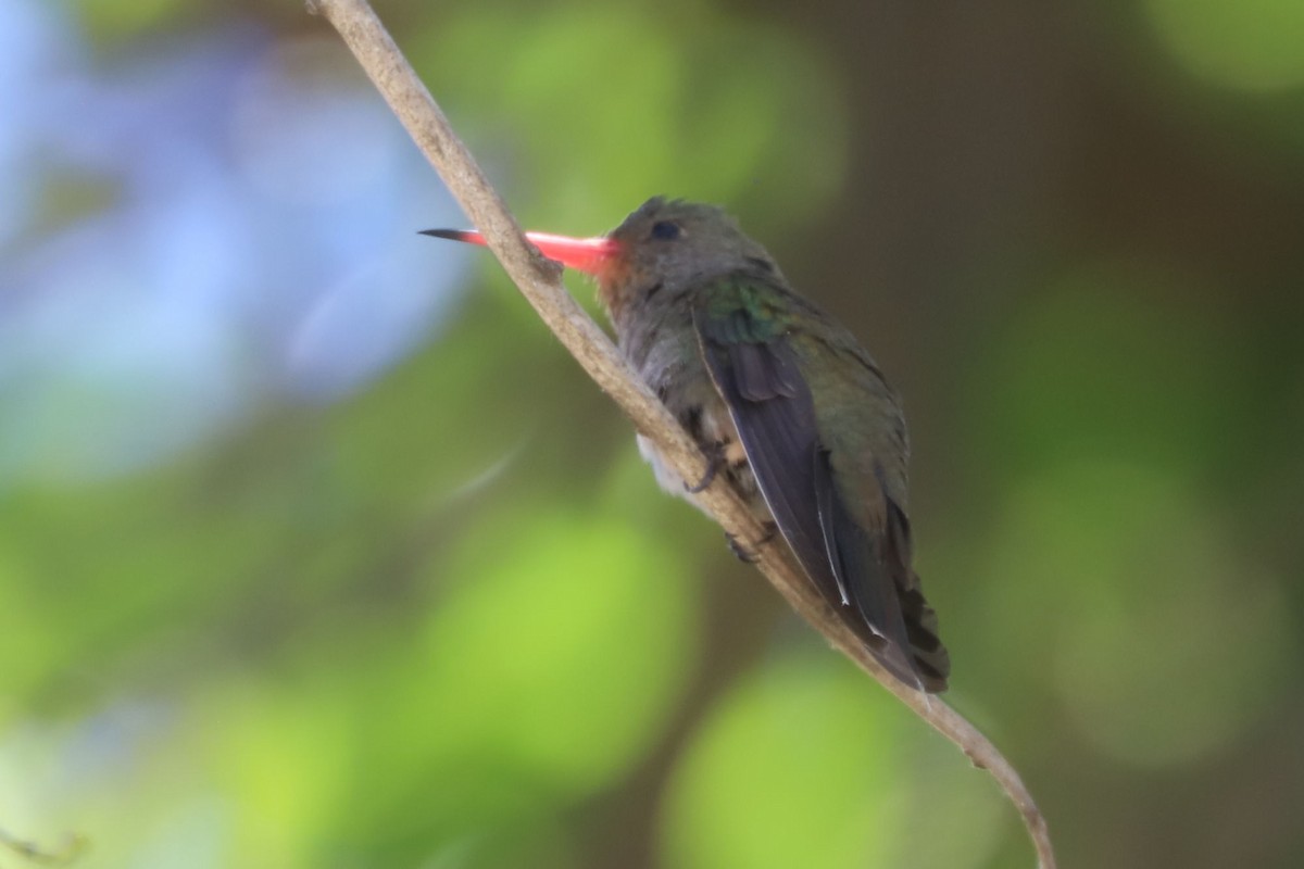 Gilded Hummingbird - ML648842414