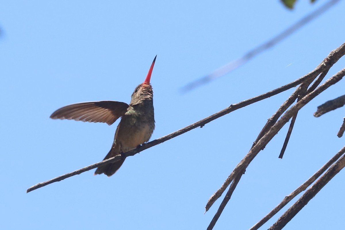 Gilded Hummingbird - ML648842415