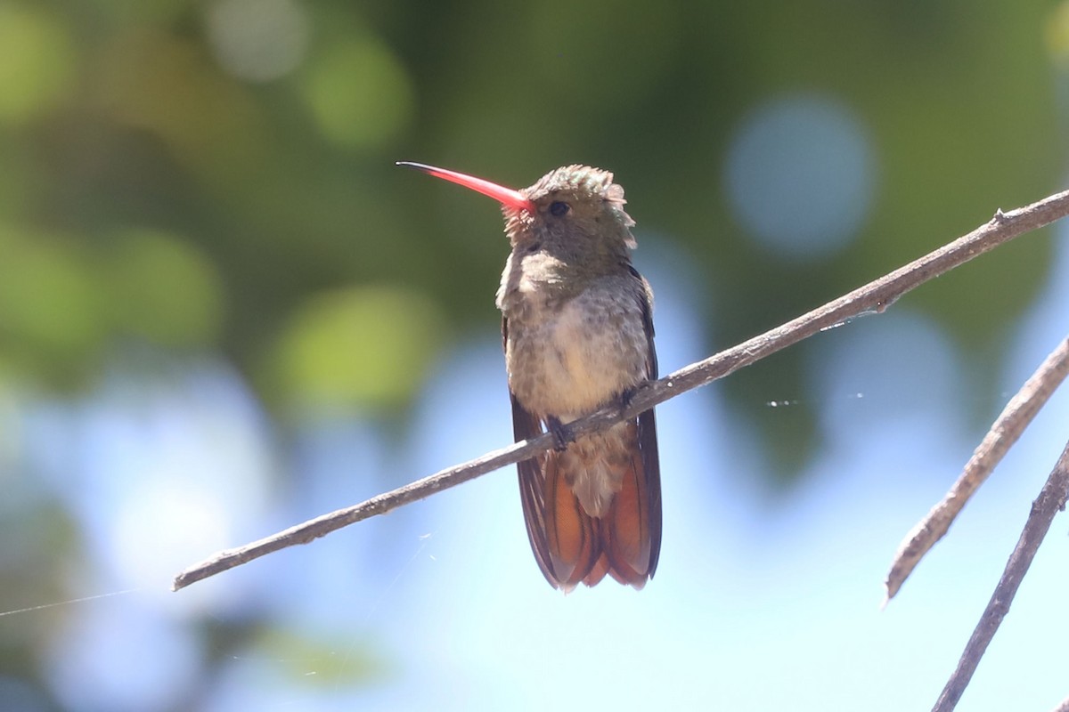 Gilded Hummingbird - ML648842417