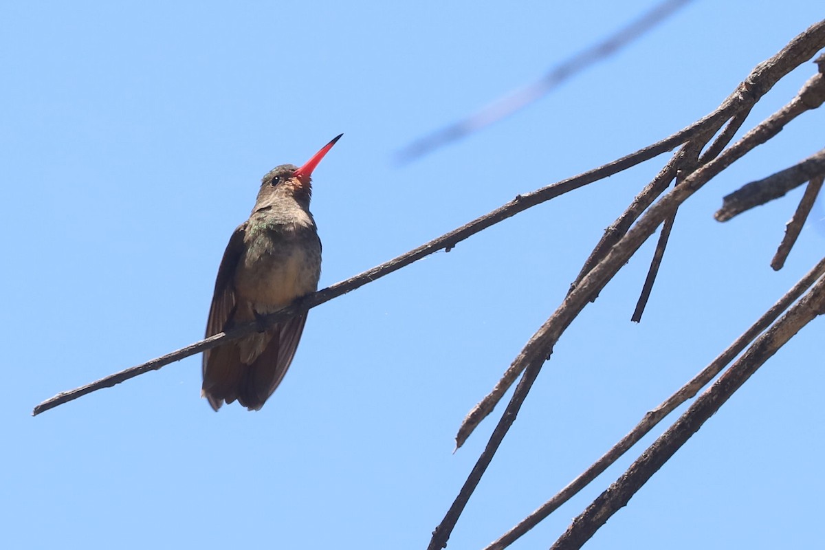 Gilded Hummingbird - ML648842418