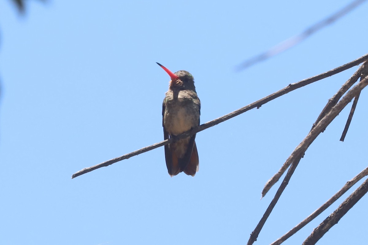 Gilded Hummingbird - ML648842419