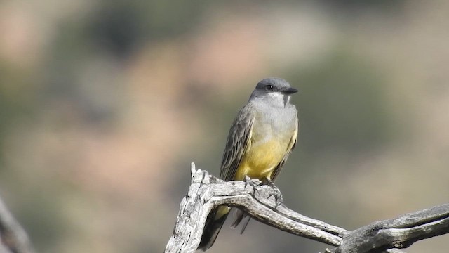 Cassin's Kingbird - ML648842435