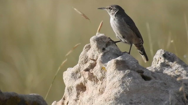 Rock Wren - ML648842729