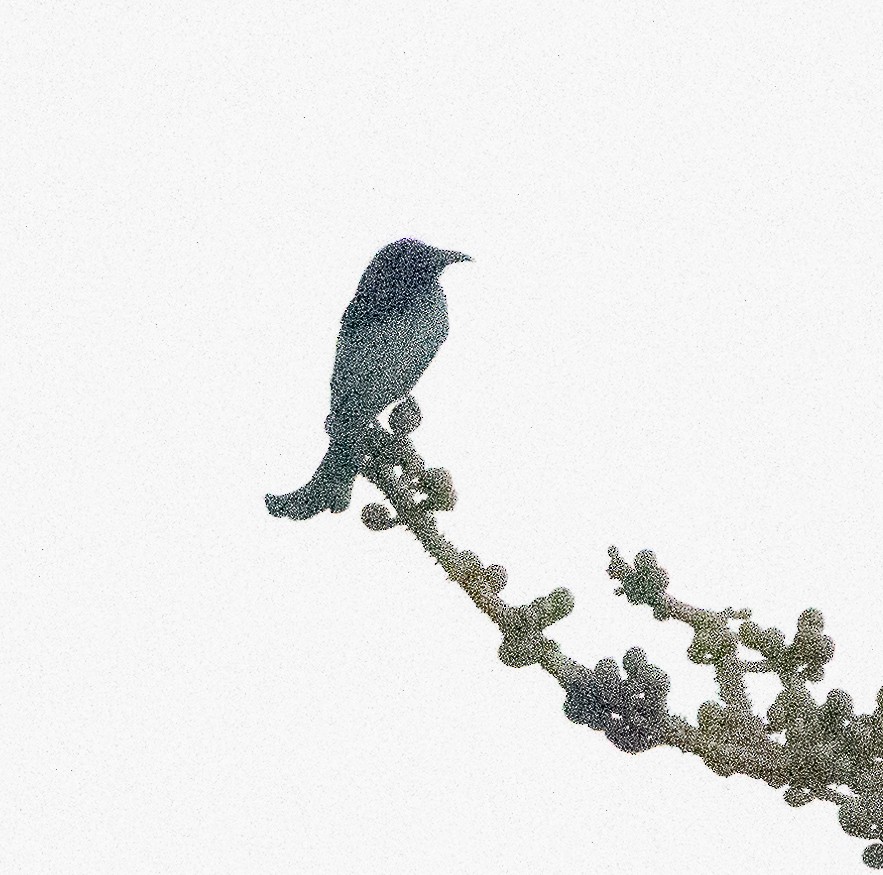 髮冠卷尾 - ML648842781