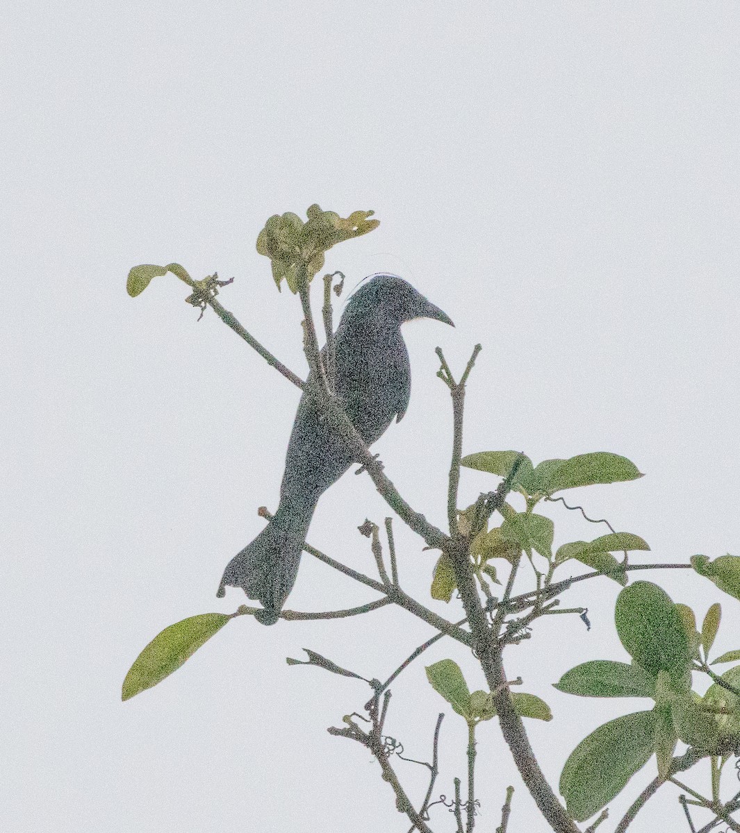 髮冠卷尾 - ML648842796