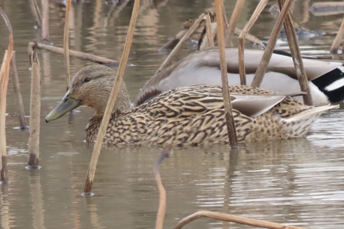 Stockente - ML648842867