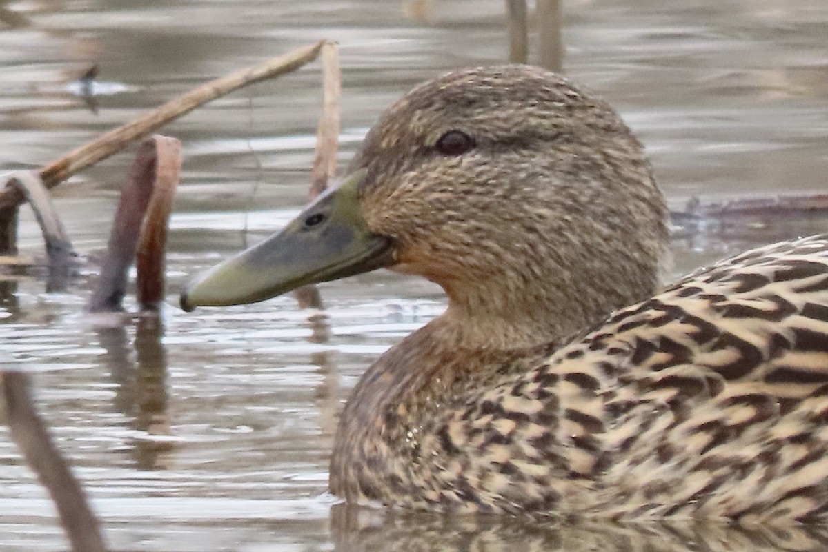 Stockente - ML648842870