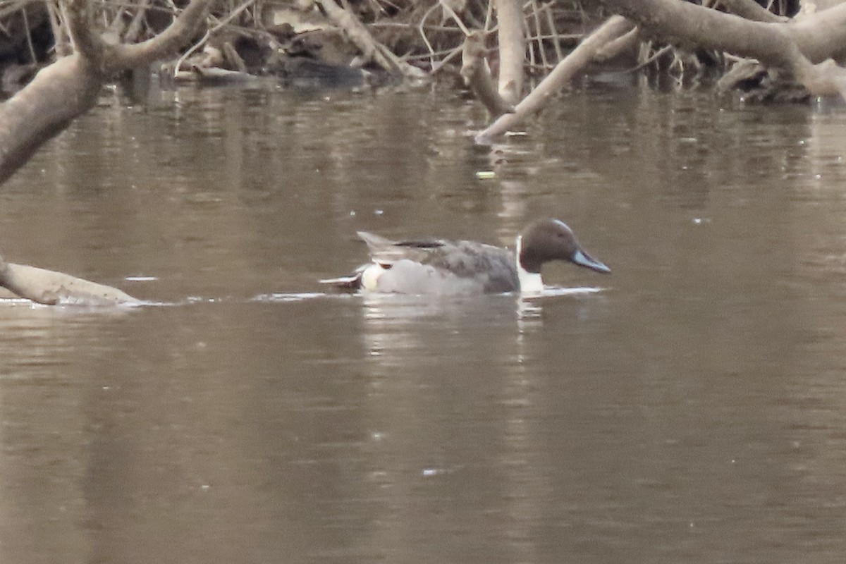 Spießente - ML648842885