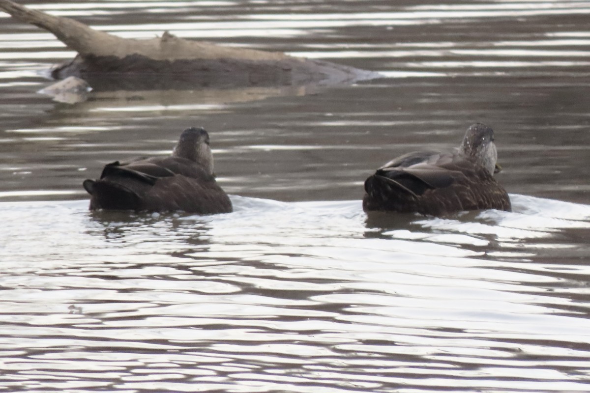 Dunkelente - ML648842908