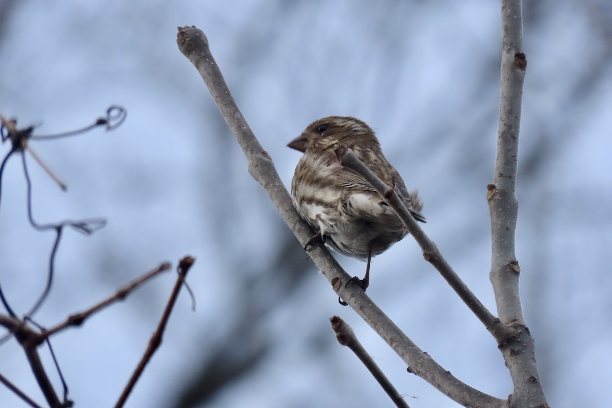 Purpurgimpel - ML648842952