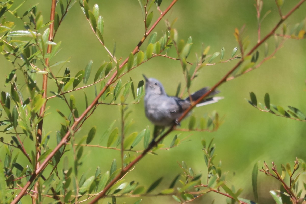 Masked Gnatcatcher - ML648842955