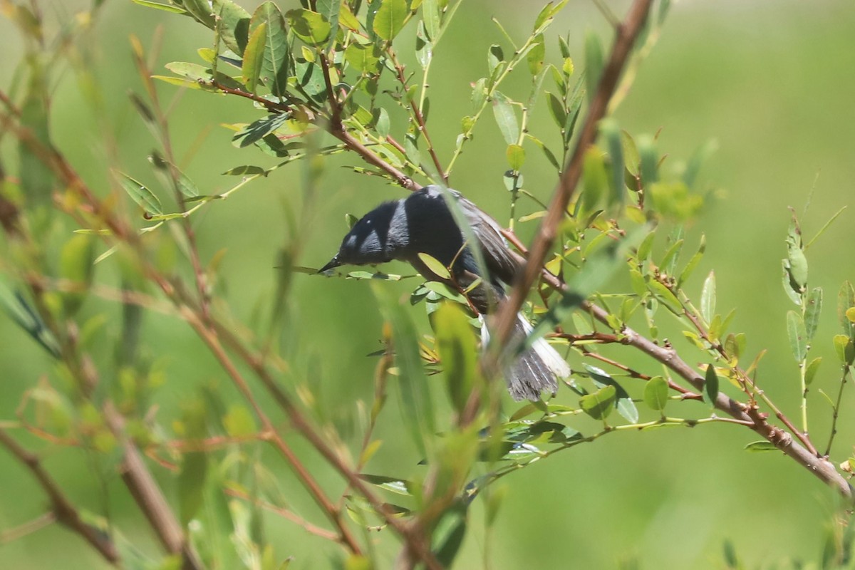 Masked Gnatcatcher - ML648842956