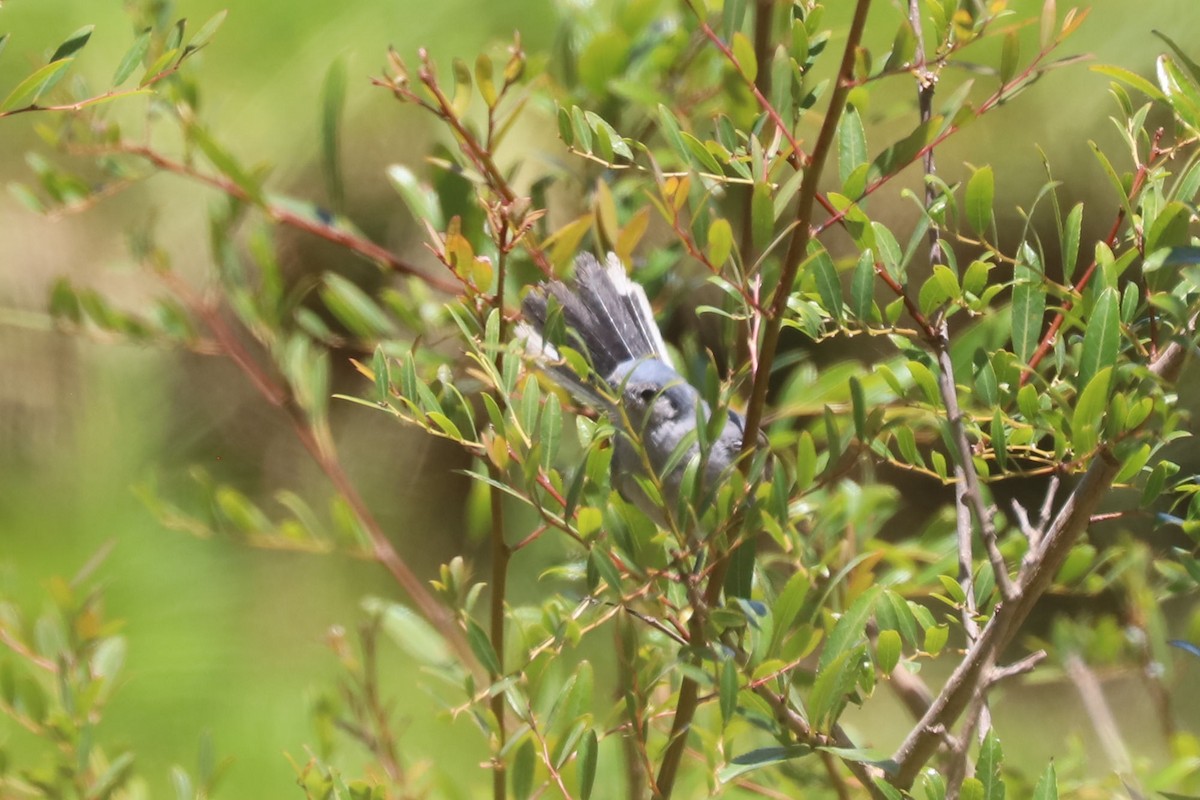 Masked Gnatcatcher - ML648842957