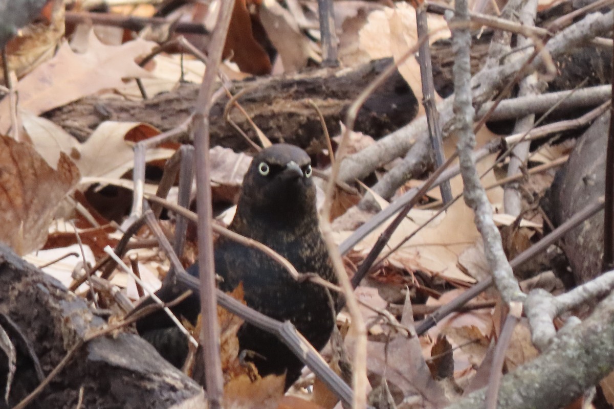 Roststärling - ML648842979