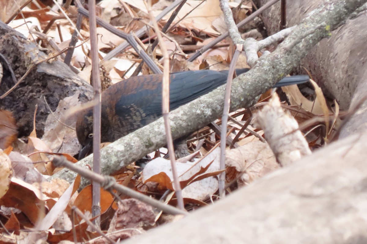 Ржавчатый трупиал - ML648842994