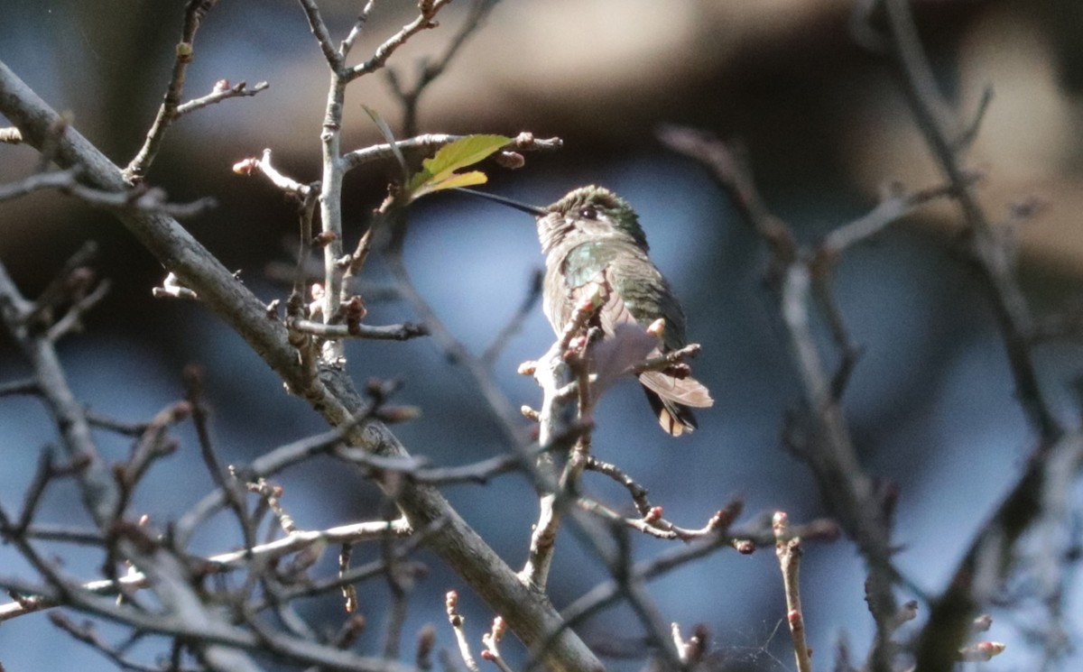 Rivoli's Hummingbird - ML648843009