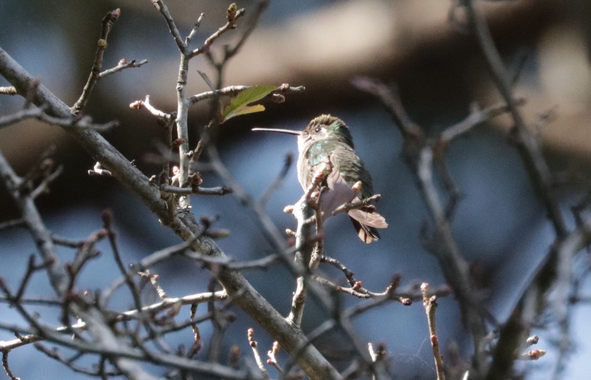 Rivoli's Hummingbird - ML648843011