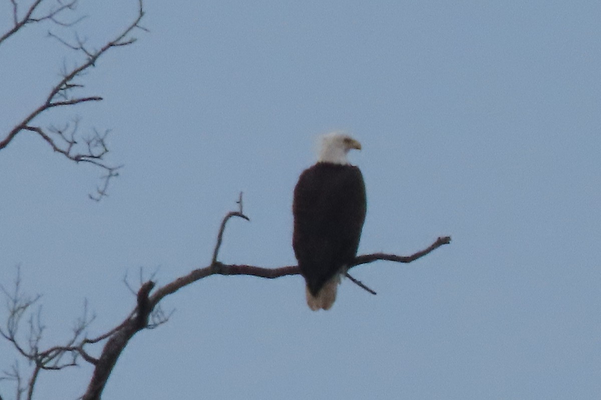 Белоголовый орлан - ML648843014