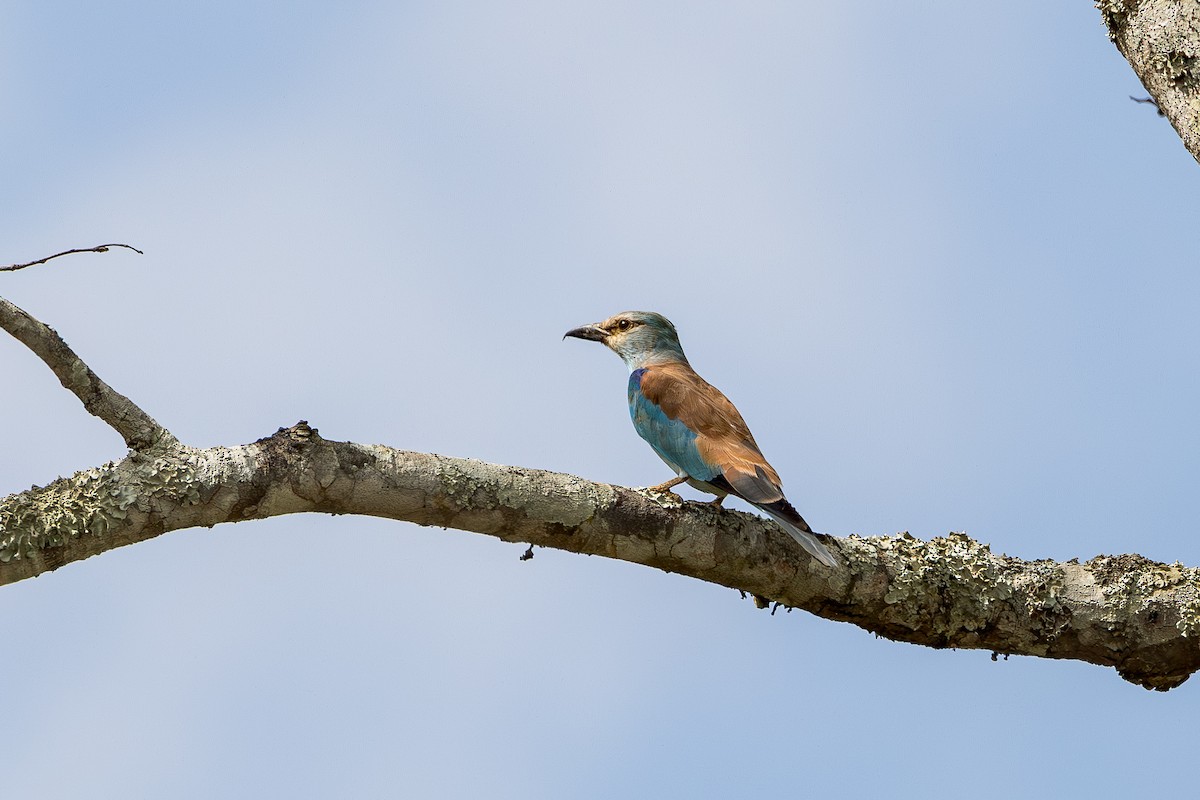 European Roller - ML648843082