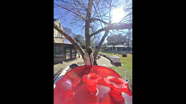 Рубиновогорлый/Александров колибри - ML648843225