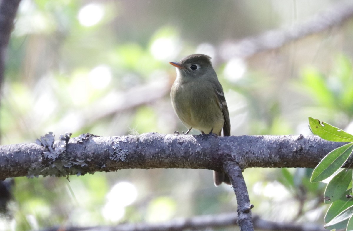 Pine Flycatcher - ML648843317