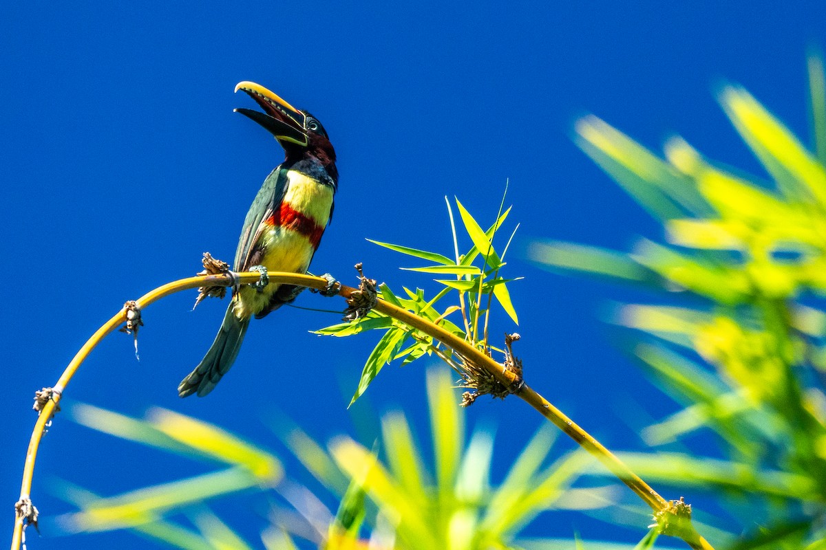 arassari hnědouchý - ML648843342