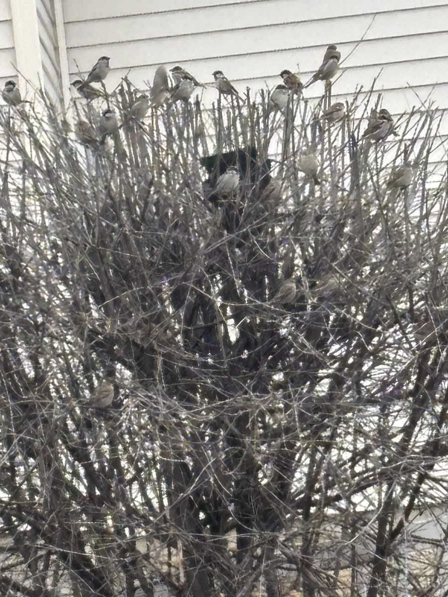 vrabec domácí - ML648843356