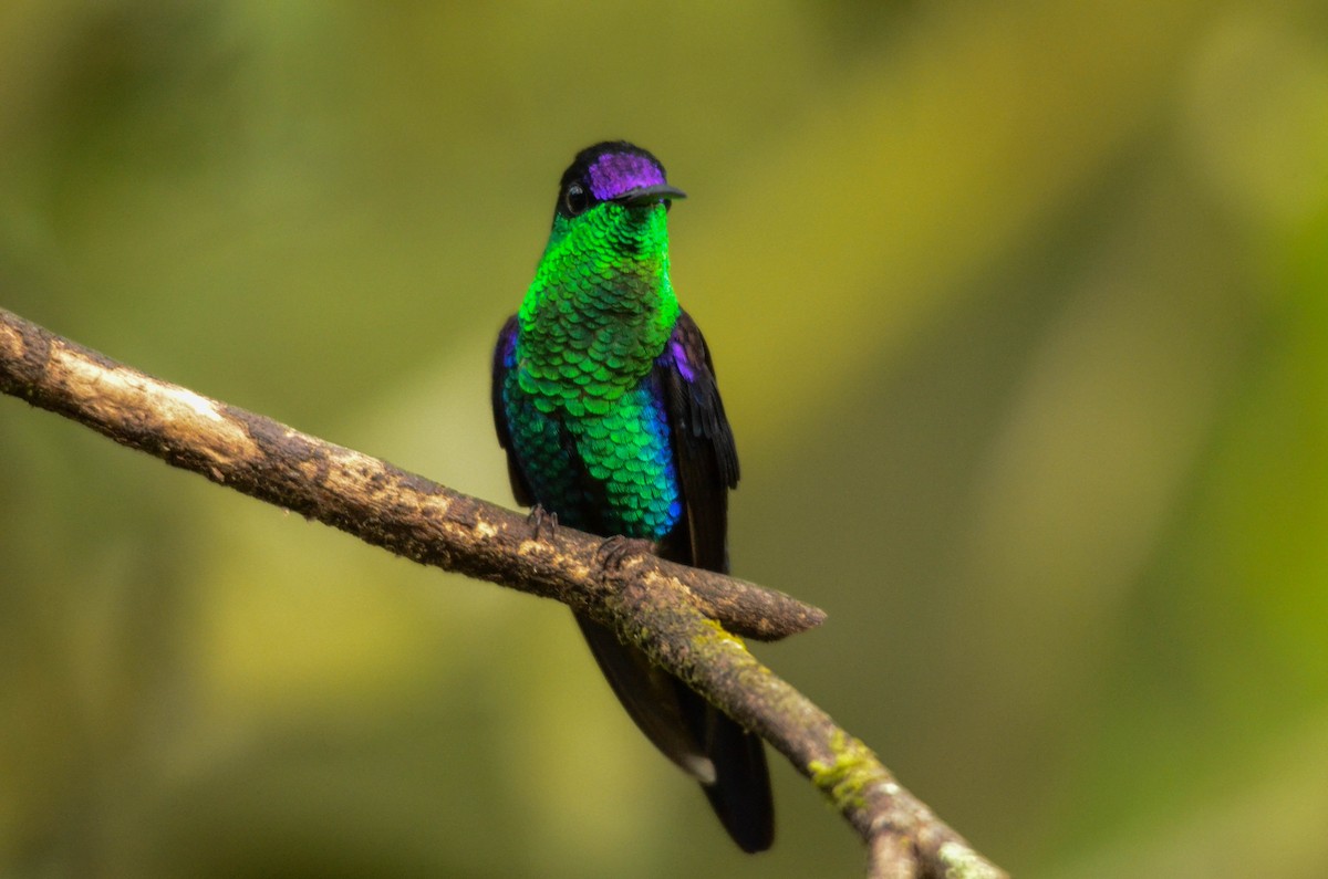 kolibřík vidloocasý - ML648843369