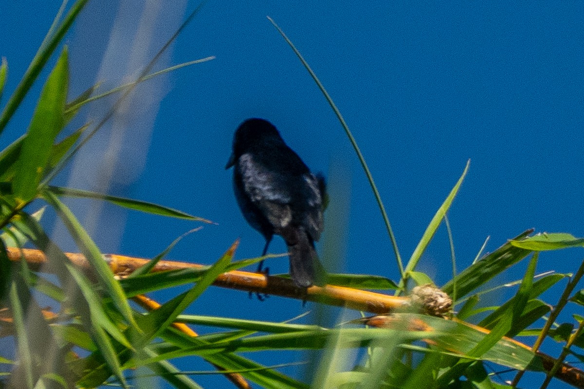 Shiny Cowbird - ML648843372