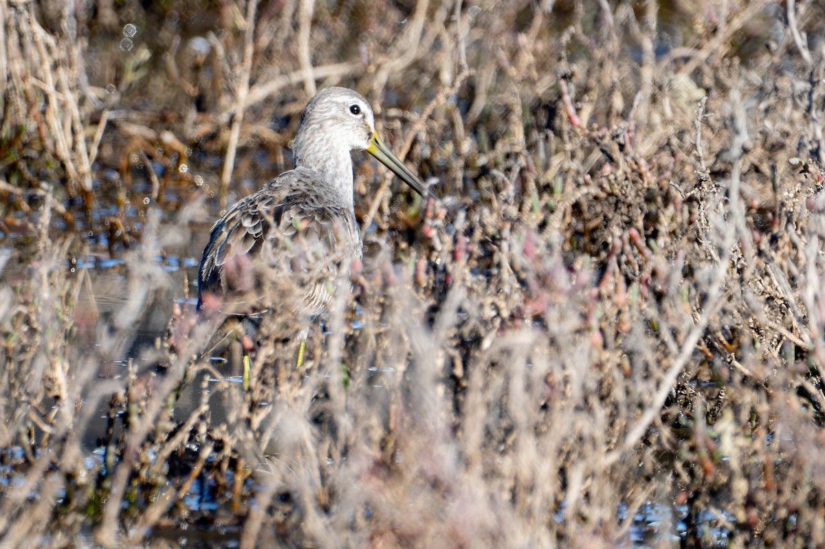 slukovec dlouhozobý - ML648843374