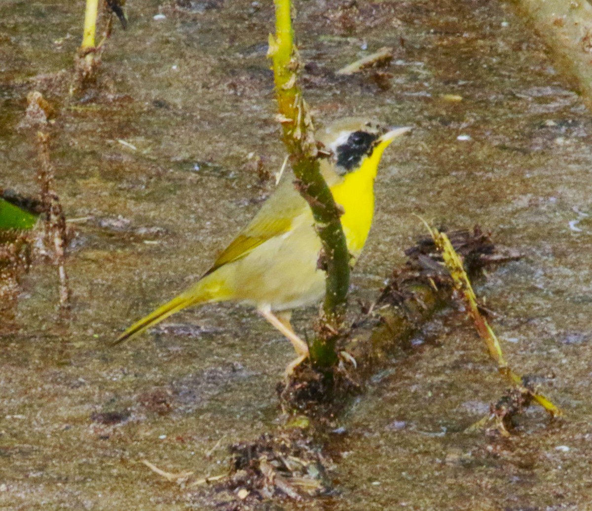 lesňáček žlutohrdlý - ML648843378