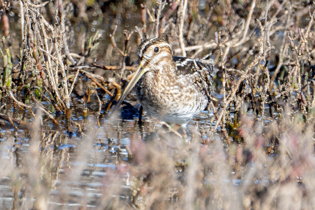 bekasina severoamerická - ML648843379