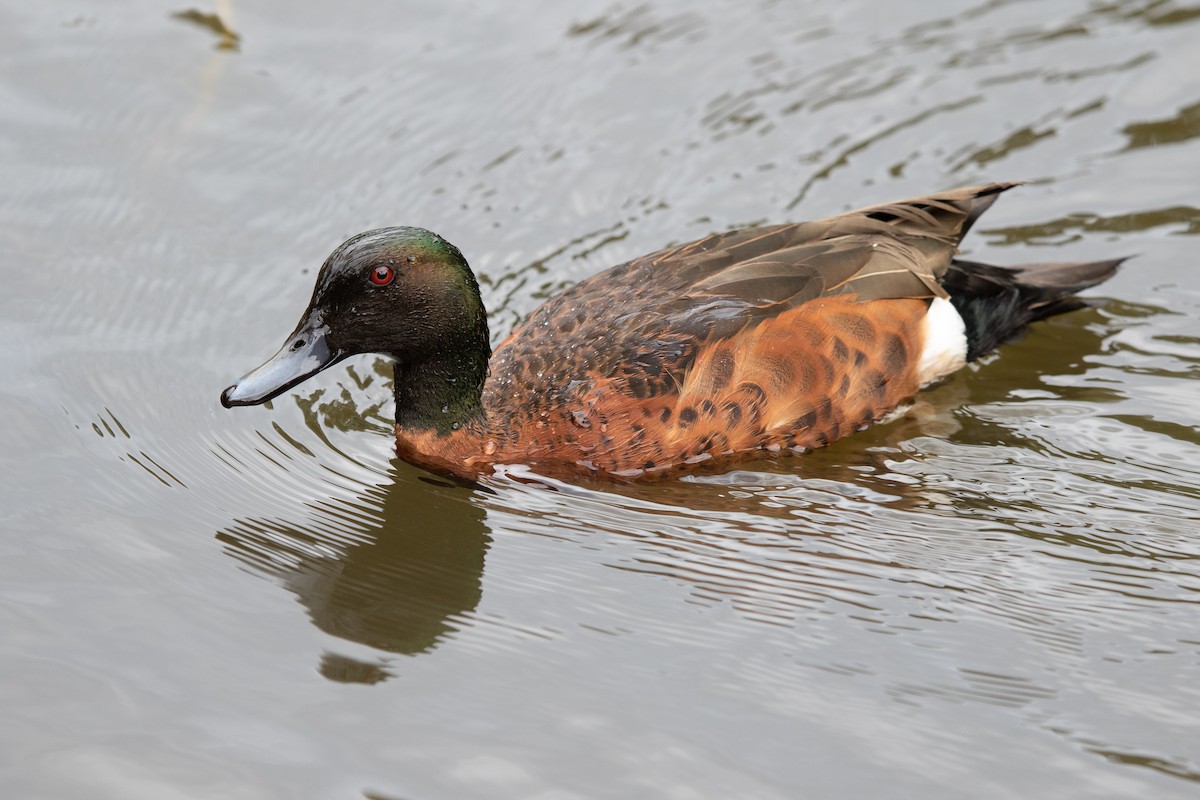 čírka kaštanová - ML648843380