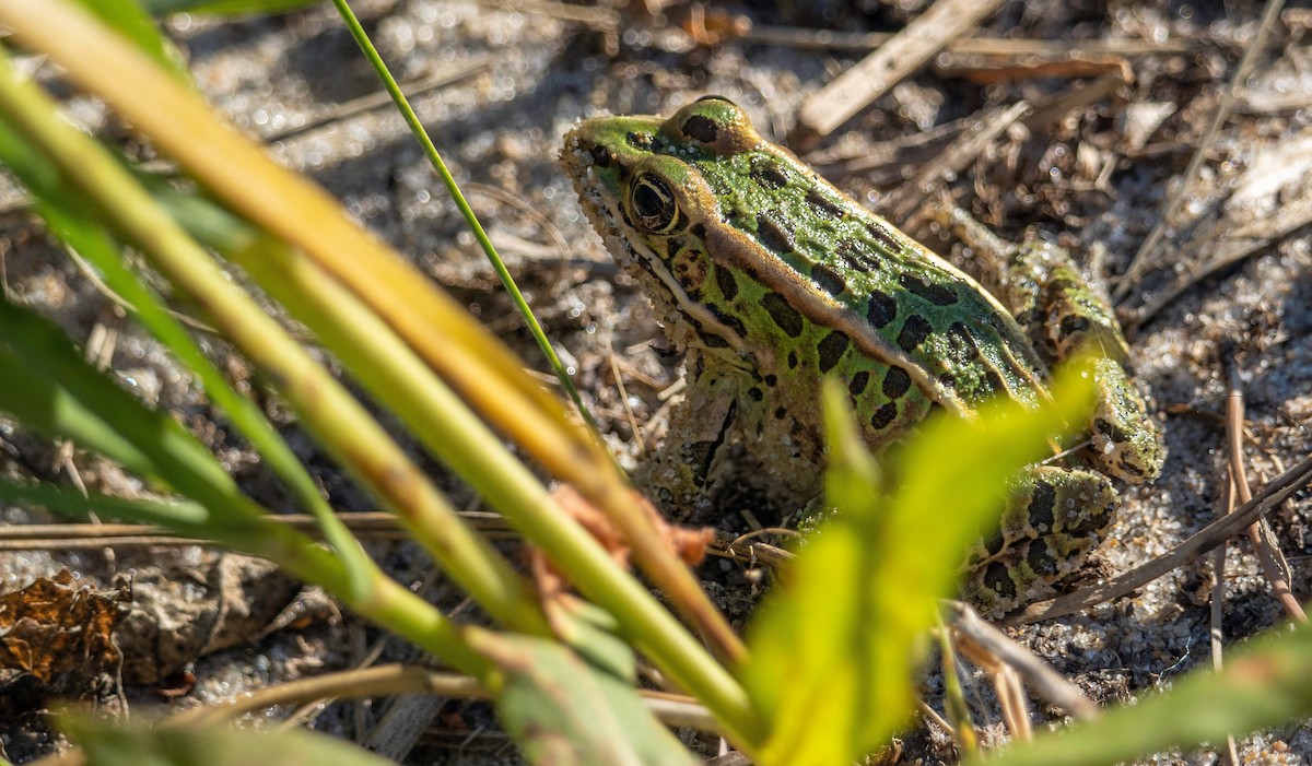 Animals - ML648843382