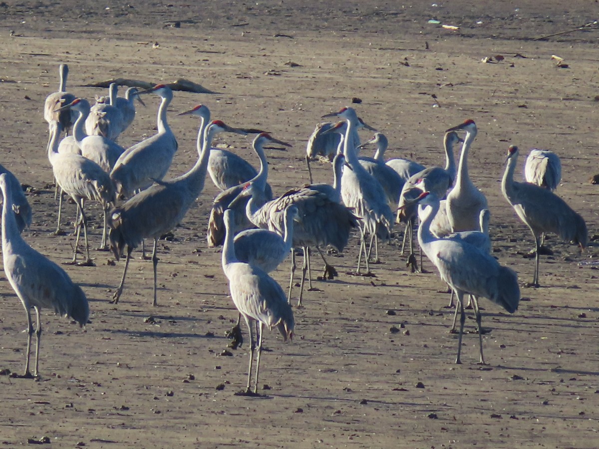 jeřáb kanadský - ML648843391