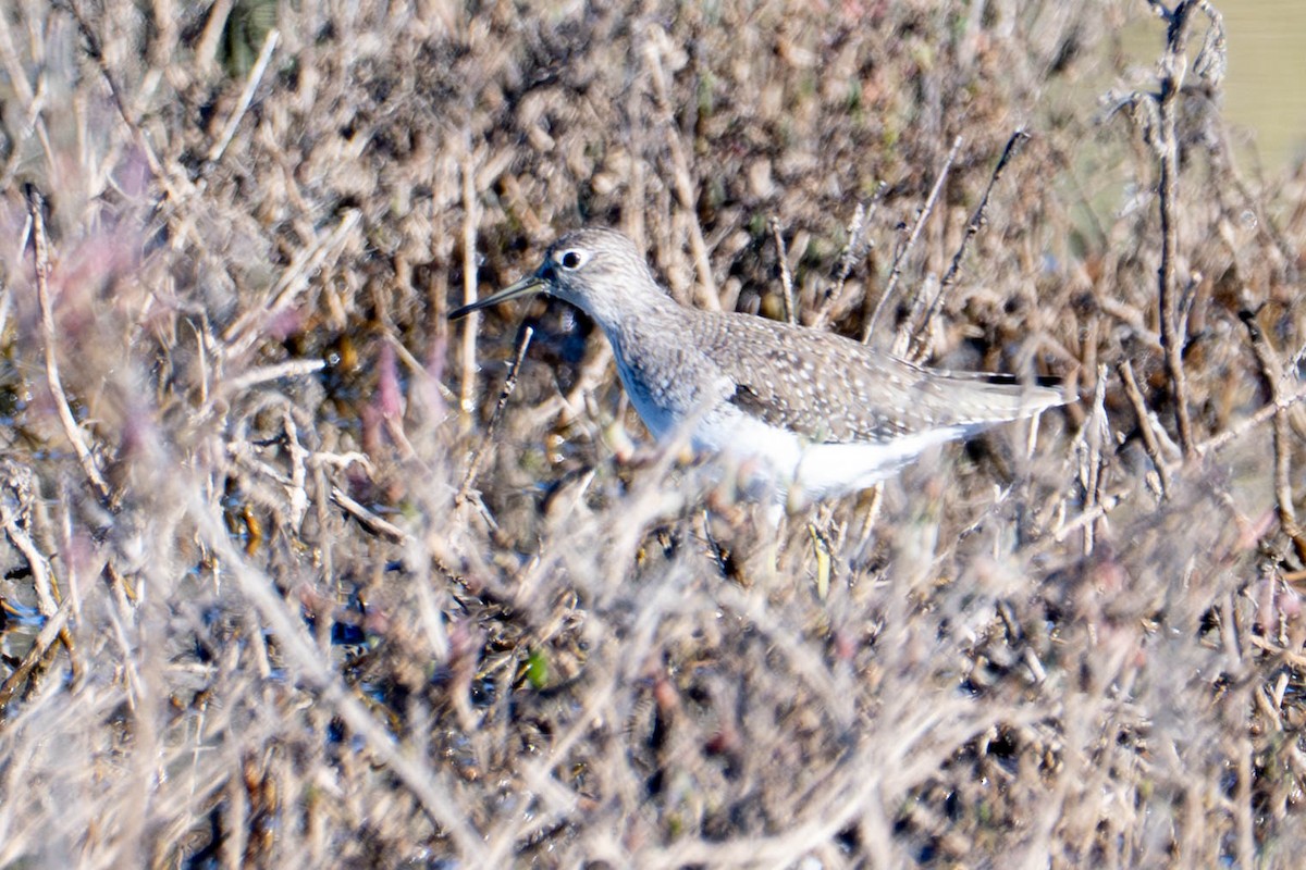 Solitary Sandpiper - ML648843393