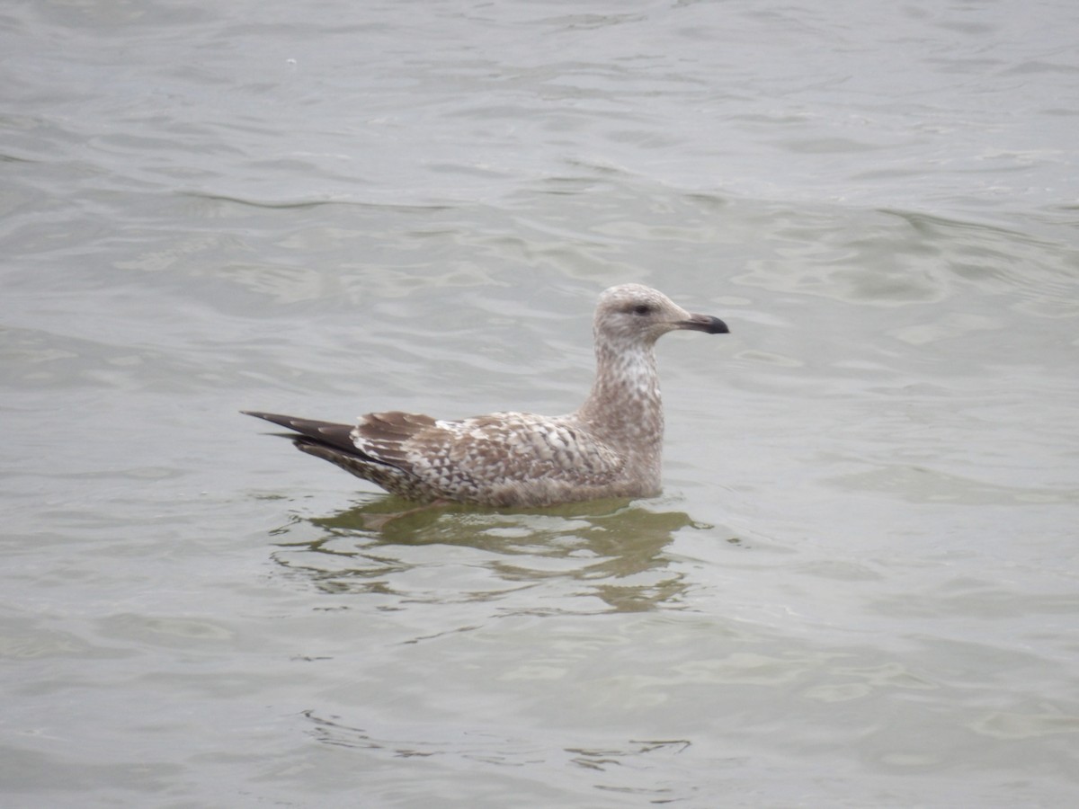 racek americký - ML648843395